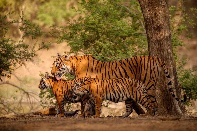 JIM CORBETT NATIONAL PARK